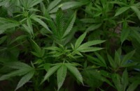 Plantació de marihuana, en una imatge d'arxiu. Autor: cedida.