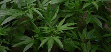 Plantació de marihuana, en una imatge d'arxiu. Autor: cedida.