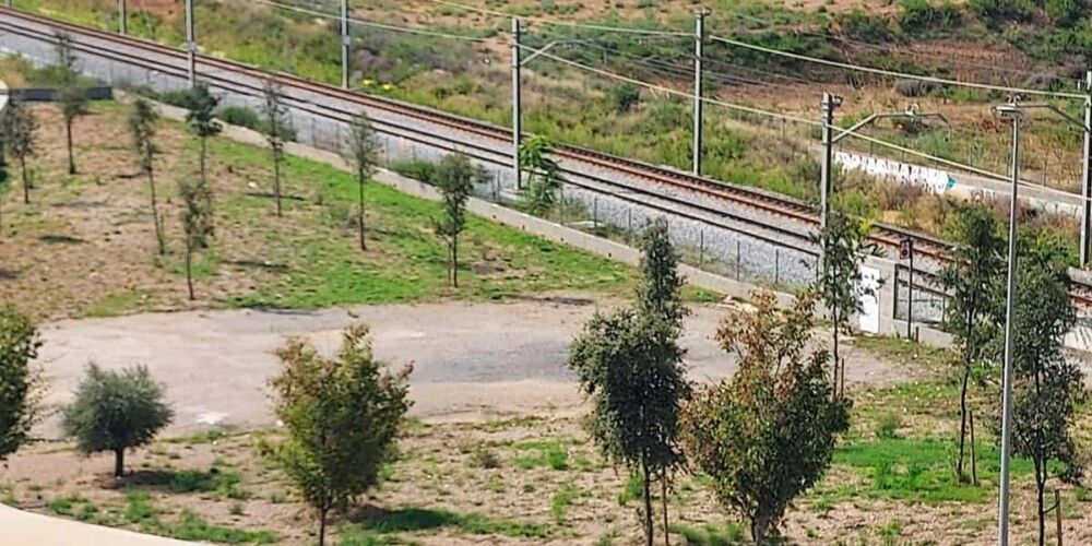 Foto portada: alguns dels arbres afectats pel projecte de l'aparcament. Autor: cedida.