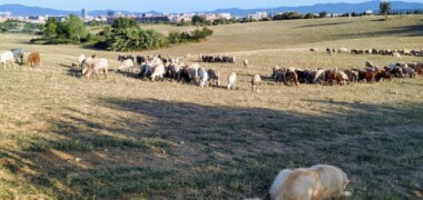 Animals de pastura pels camps i boscos del nord de Sabadell, prop d'on es projectaria la B-40 i l'enllaç amb la Ronda Oest-Nord, el passat mes d'agost. Autor: J.d.A.