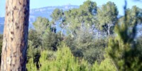 Bosc de Can Deu