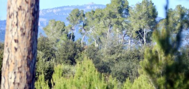 Bosc de Can Deu