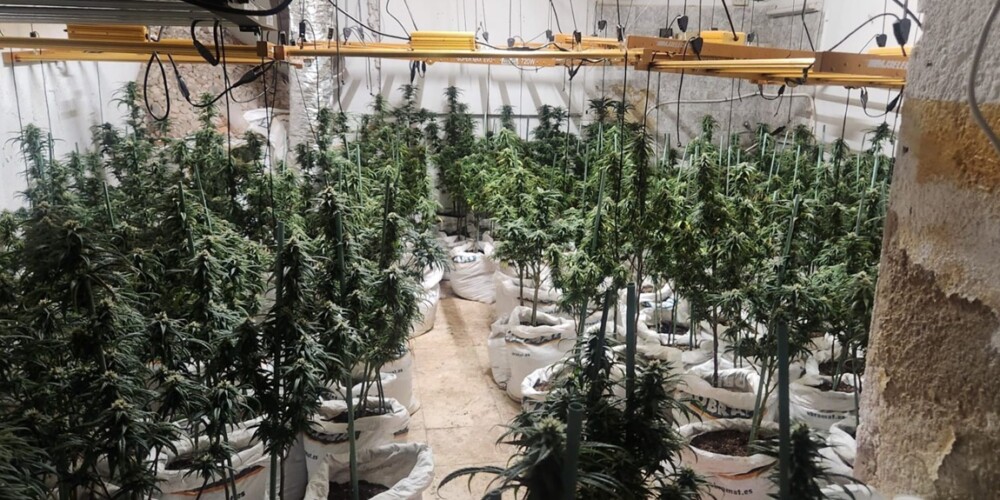 Foto de portada: Plantació marihuana incautada. Autor: @PoliciaSabadell, via X
