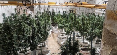 Foto de portada: Plantació marihuana incautada. Autor: @PoliciaSabadell, via X