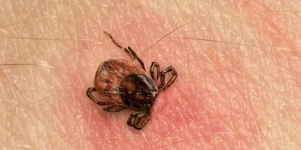 Foto de portada: una imatge de la paparra Hyalomma Lusitanicum, que ha arribat a Sabadell. Autor: IStock