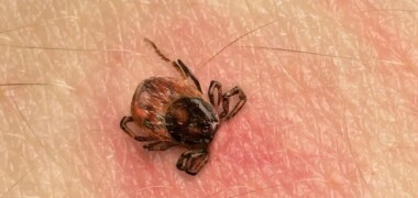 Foto de portada: una imatge de la paparra Hyalomma Lusitanicum, que ha arribat a Sabadell. Autor: IStock
