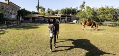 Foto portada: la granja de la Fundació Caixa Sabadell a la Masia de Can Deu. Foto: Ajuntament de Sabadell.