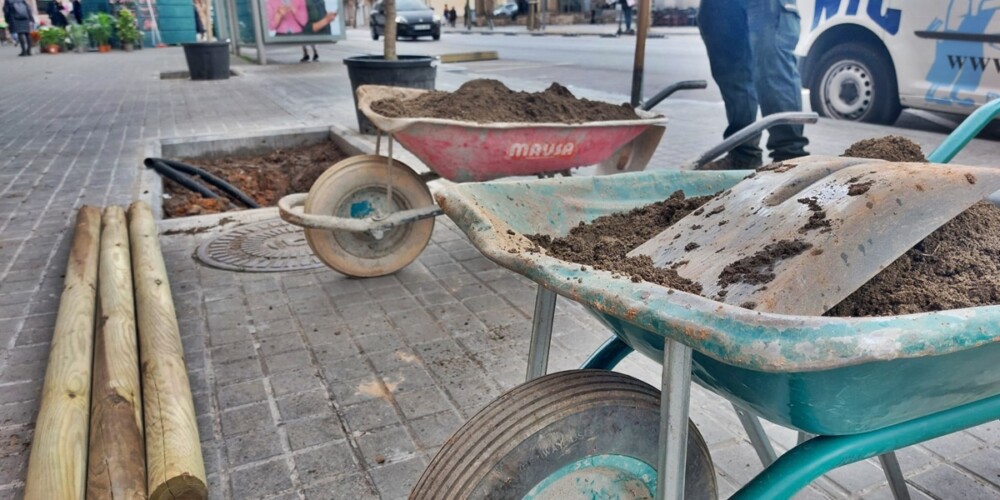 Foto de portada: Plantació d'un arbrat a l'avinguda Concòrdia, aquest matí. Autor: Albert P