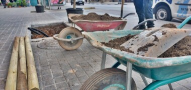 Foto de portada: Plantació d'un arbrat a l'avinguda Concòrdia, aquest matí. Autor: Albert P