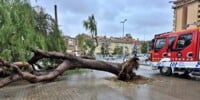Foto portada: l'arbre caiguda a Covadonga. Autor: A.L / cedida.
