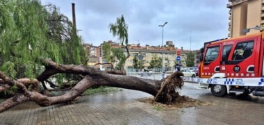 Foto portada: l'arbre caiguda a Covadonga. Autor: A.L / cedida.