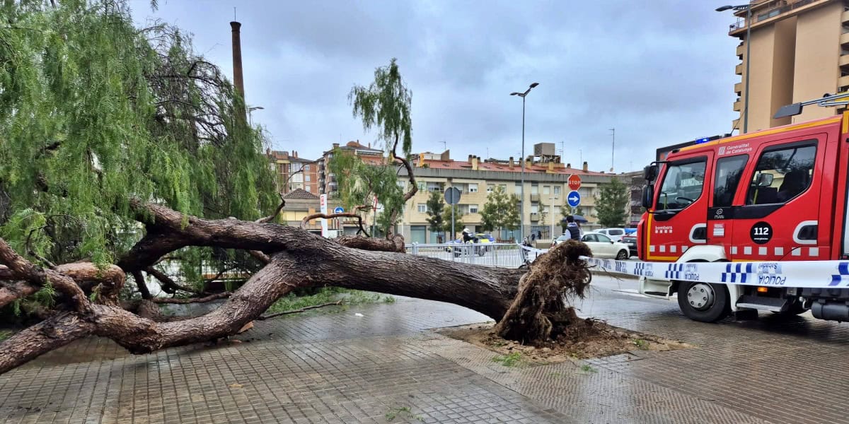 Foto portada: l'arbre caiguda a Covadonga. Autor: A.L / cedida.