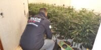 Plantació de marihuana a Montcada i Reixach. Autor: cedida.
