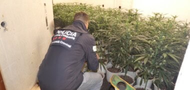 Plantació de marihuana a Montcada i Reixach. Autor: cedida.