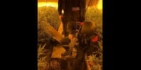 Mossos d'Esquadra, en el registre a un dels domicilis on hi havia plantacions de marihuana. Autor: cedida.