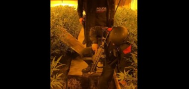 Mossos d'Esquadra, en el registre a un dels domicilis on hi havia plantacions de marihuana. Autor: cedida.