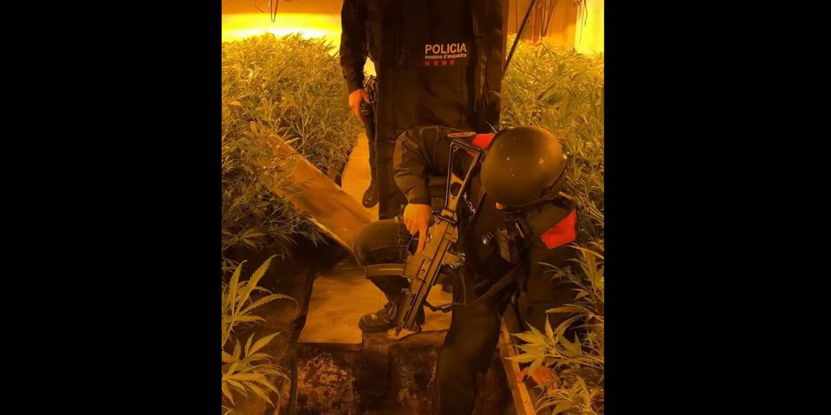 Mossos d'Esquadra, en el registre a un dels domicilis on hi havia plantacions de marihuana. Autor: cedida.