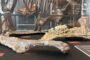 Una nova exposició per descobrir dinosaures de fa 70 milions d’anys