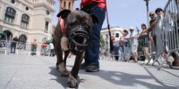 Desfilada de gossos en la segona festa de GPPs (Gossos Potencialment Perillosos), el 14 de juny. Autor: D.Jiménez.